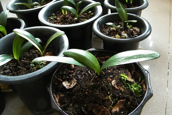 君子兰发小苗的方法，温度需要保持在15-30℃左右