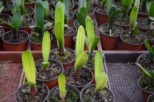 君子兰发小苗的方法，温度需要保持在15-30℃左右