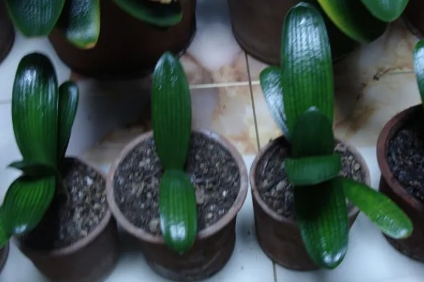 君子兰发小苗的方法，温度需要保持在15-30℃左右