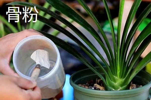 君子兰发小苗的方法，温度需要保持在15-30℃左右