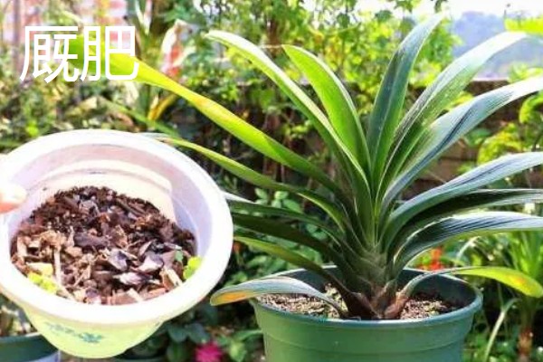 君子兰发小苗的方法，温度需要保持在15-30℃左右