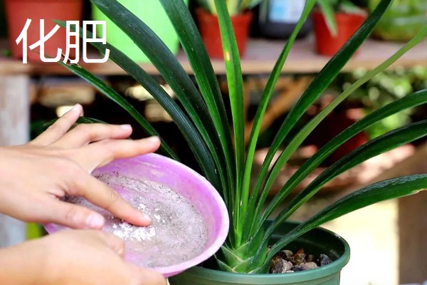 君子兰发小苗的方法，温度需要保持在15-30℃左右