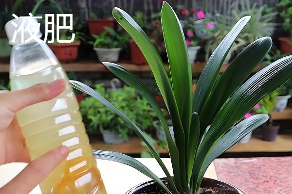 君子兰发小苗的方法，温度需要保持在15-30℃左右