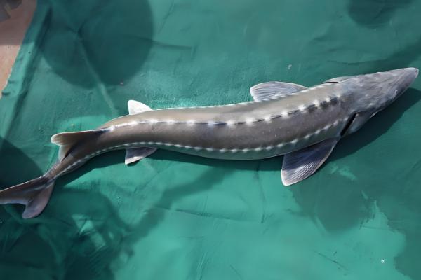 中华鲟有没有毒,本身无毒可食用