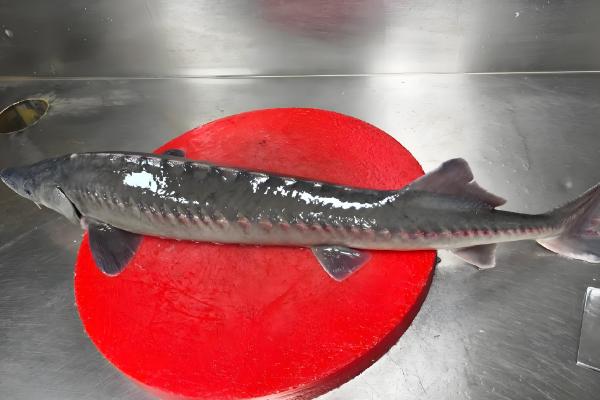 中华鲟有没有毒,本身无毒可食用