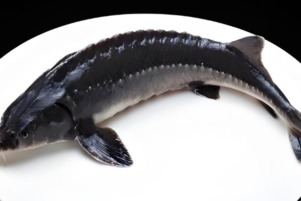 中华鲟有没有毒,本身无毒可食用