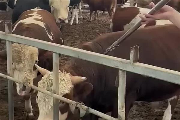 牛四肢无力站不起来怎么办，产后母牛可注射葡萄糖酸钙