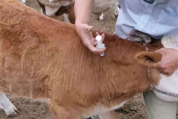 牛四肢无力站不起来怎么办，产后母牛可注射葡萄糖酸钙