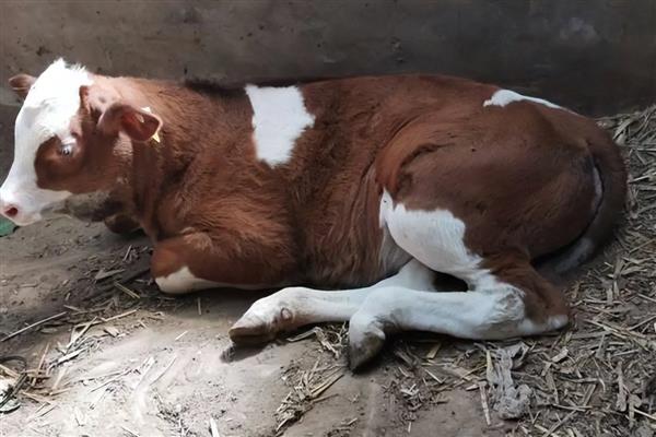 牛四肢无力站不起来怎么办，产后母牛可注射葡萄糖酸钙