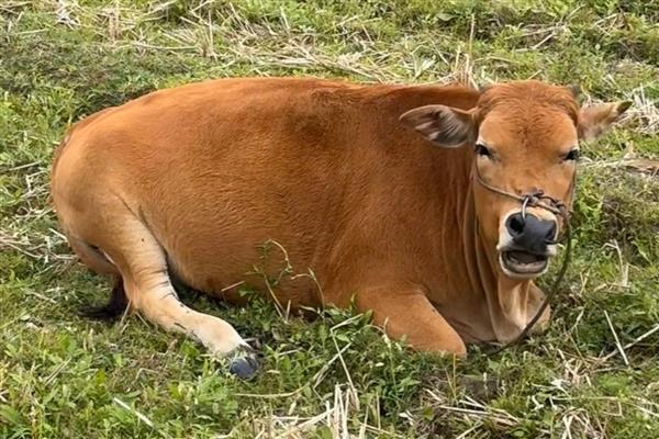 牛四肢无力站不起来怎么办，产后母牛可注射葡萄糖酸钙