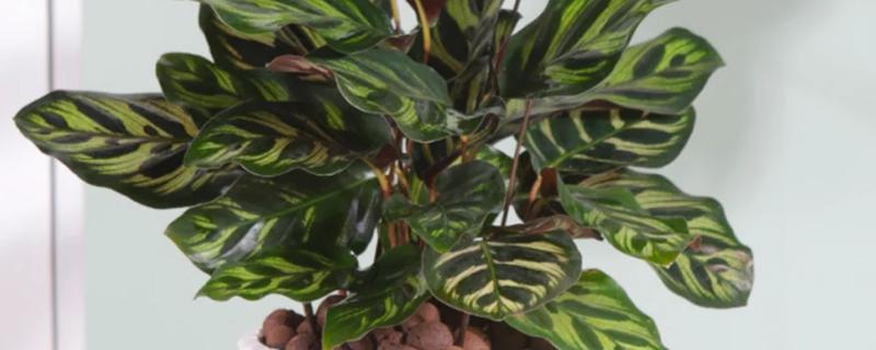 孔雀竹芋晚上叶子不收的原因，可能是光照过强所致