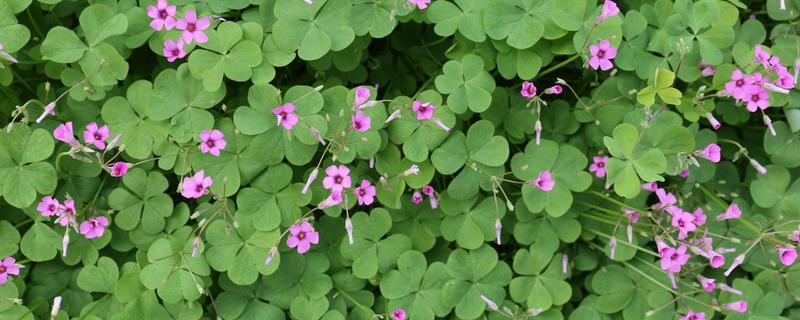 酢浆草的花语，寓意爱国情怀、璀璨的心等