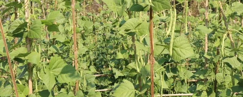 四季豆怎么种植，每个洞坑播种3-4粒