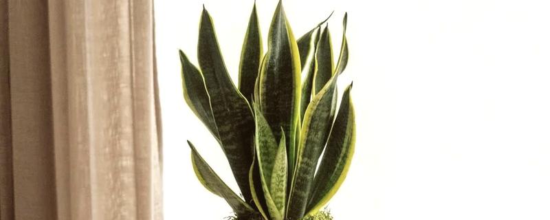 哪些植物适合放在卧室，虎尾兰、君子兰等品种可供选择