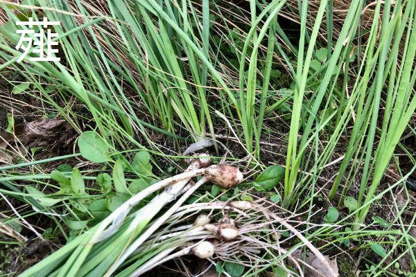 薤和兴渠的简介，薤是指藠头