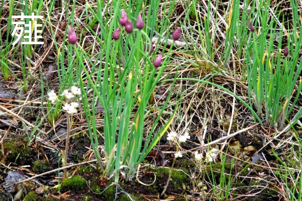 薤和兴渠的简介，薤是指藠头