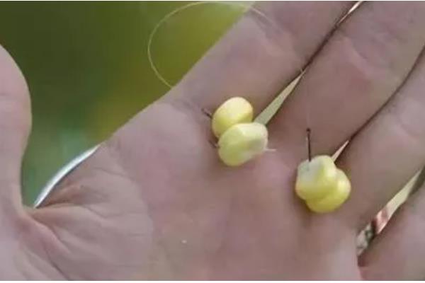 怎样用玉米钓鲤鱼，需提前打窝