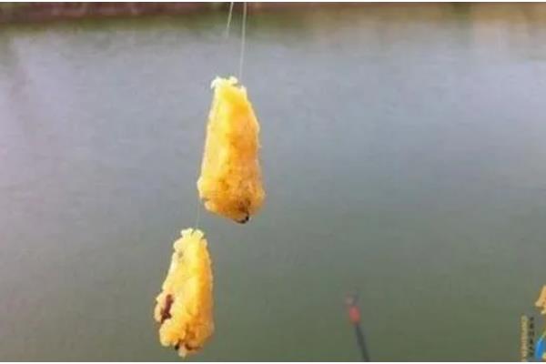 怎样用玉米钓鲤鱼，需提前打窝