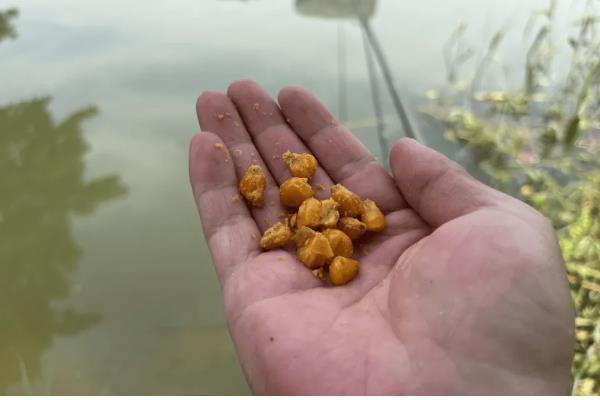 怎样用玉米钓鲤鱼，需提前打窝