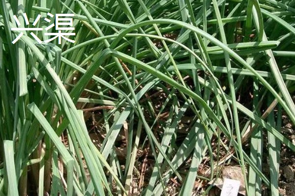 薤和兴渠的简介，薤是指藠头