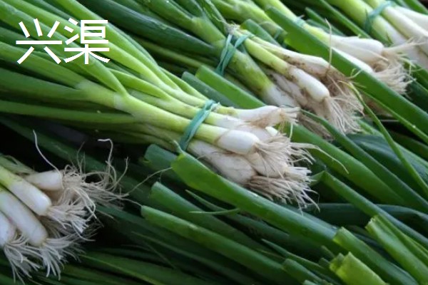 薤和兴渠的简介，薤是指藠头