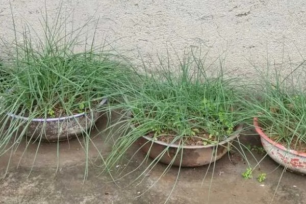 薤和兴渠的简介，薤是指藠头