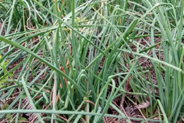 薤和兴渠的简介，薤是指藠头