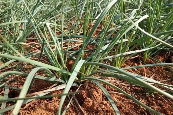 薤和兴渠的简介，薤是指藠头