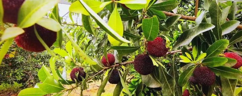 收获杨梅后使用什么肥料，主施有机肥并搭配速效氮肥