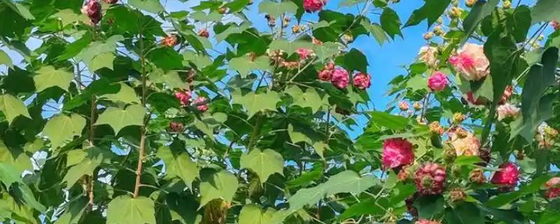 芙蓉花出现烂心的原因，可能是浇水不当所致