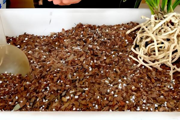 兰花怎么养，选择偏酸性的土壤种植