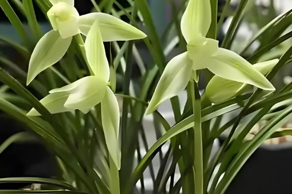 兰花怎么养，选择偏酸性的土壤种植