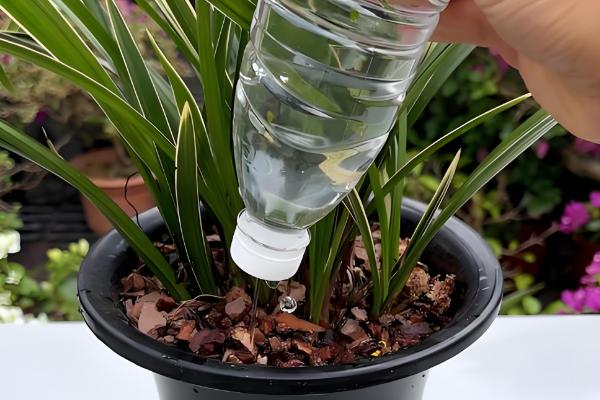 兰花怎么养，选择偏酸性的土壤种植