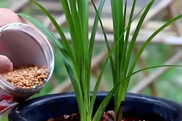 兰花怎么养，选择偏酸性的土壤种植