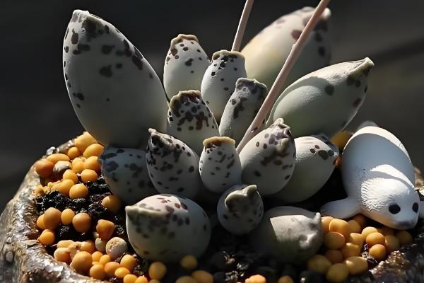 海豹多肉怎么养殖,每次浇水都要浇透