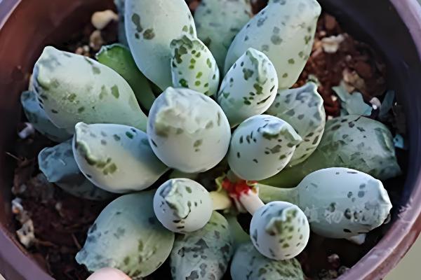 海豹多肉怎么养殖,每次浇水都要浇透