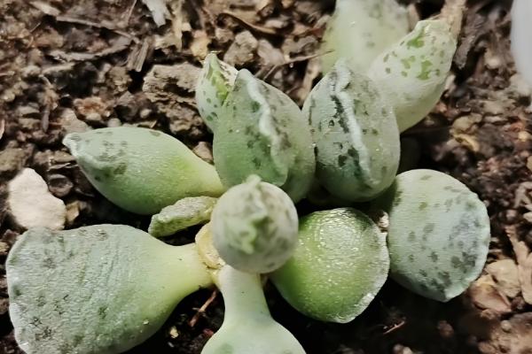 海豹多肉怎么养殖,每次浇水都要浇透