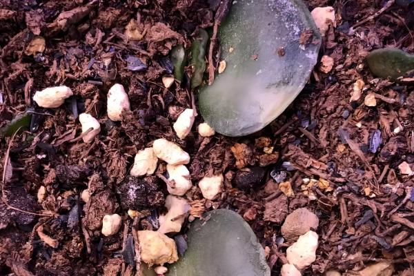 海豹多肉怎么养殖,每次浇水都要浇透