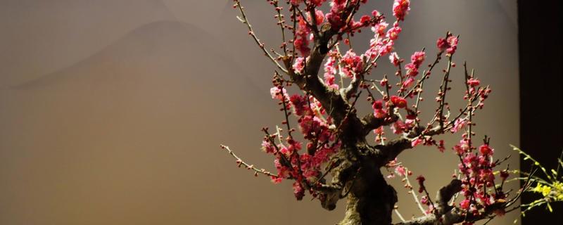家里种红梅有哪些寓意，寓意生活红火、吉祥幸福等