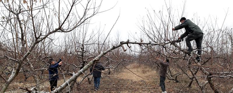 果树夏季修剪的主要任务，后期可以增加产量