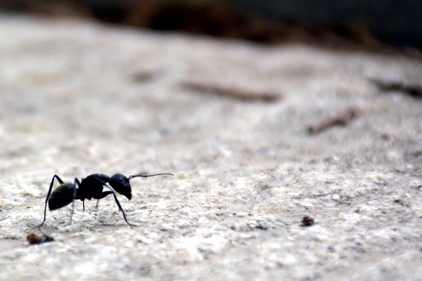 蚂蚁如何辨别方向，根据光照强度分辨方向