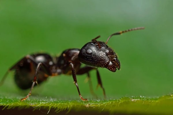 蚂蚁如何辨别方向，根据光照强度分辨方向