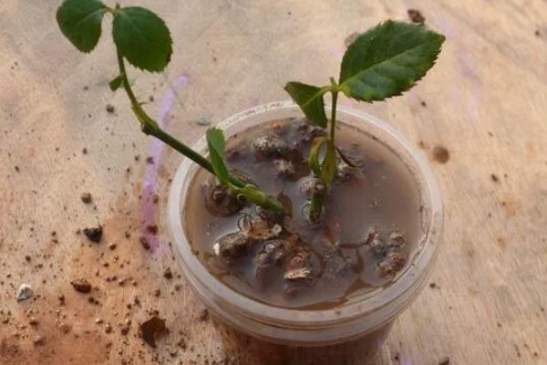 水插月季何时上盆，根系长到4-5厘米即可栽入盆中