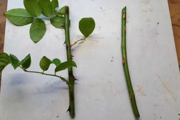 水插月季何时上盆，根系长到4-5厘米即可栽入盆中