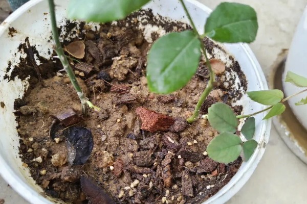 水插月季何时上盆，根系长到4-5厘米即可栽入盆中