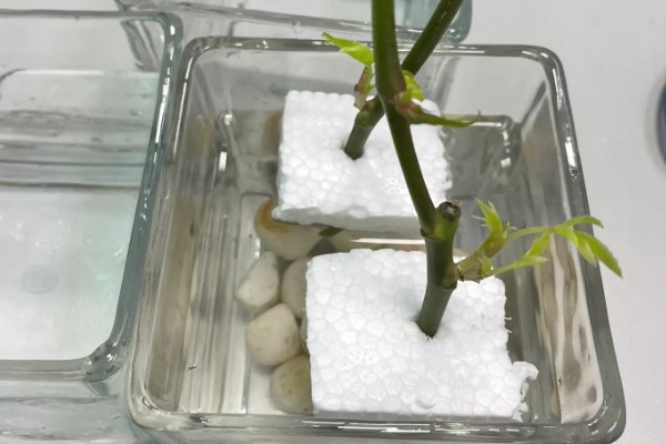 水插月季何时上盆，根系长到4-5厘米即可栽入盆中