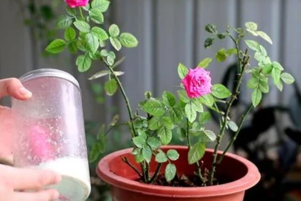 水插月季何时上盆，根系长到4-5厘米即可栽入盆中