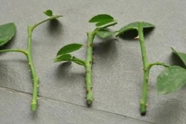 水插月季何时上盆，根系长到4-5厘米即可栽入盆中