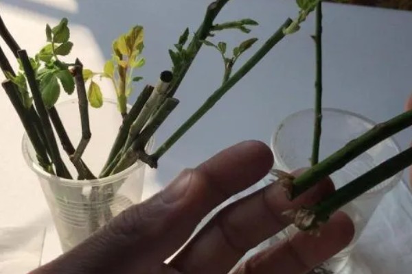 水插月季何时上盆，根系长到4-5厘米即可栽入盆中