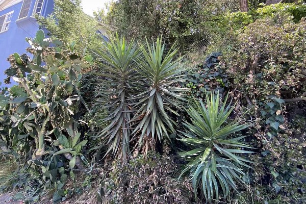 丝兰不能种家里的原因，光照和通风条件差